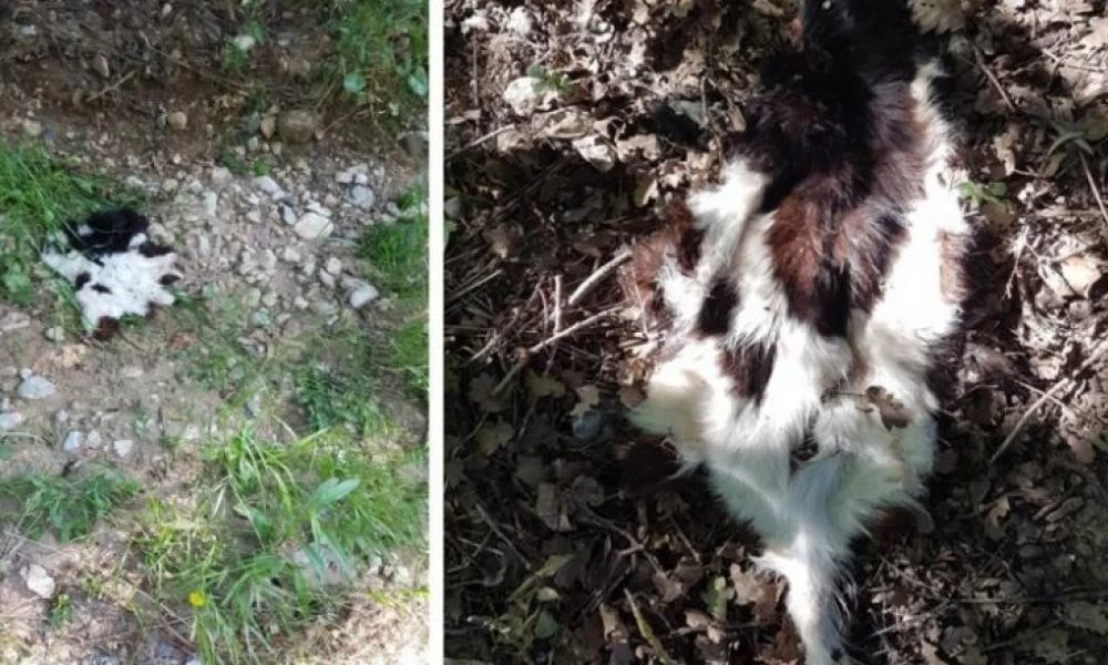 Μετανάστες κάνουν "κόλαση" την ζωή των κατοίκων του Χαλκειού - Σφάζουν ζώα και κλέβουν